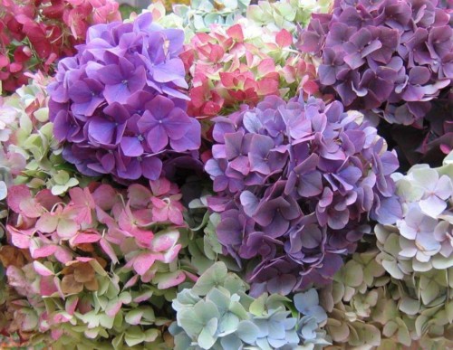 Hydrangea-17---Collective-Harmony.jpg