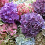 Hydrangea-17---Collective-Harmony