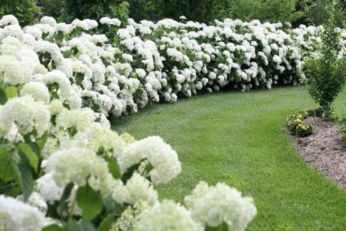 Hydrangea-170---Collective-Harmony.jpg