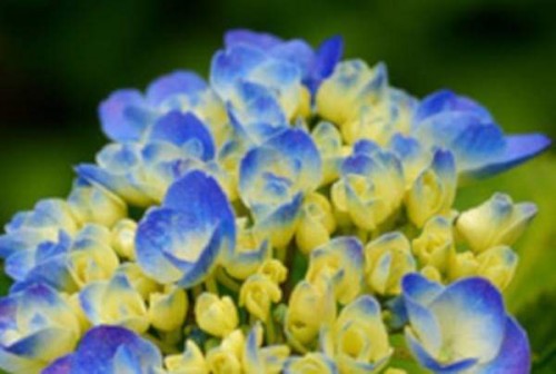 Hydrangea-171---Collective-Harmony.jpg