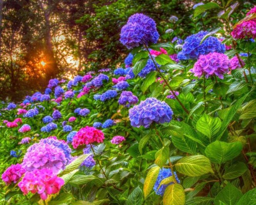 Hydrangea-18---Collective-Harmony.jpg