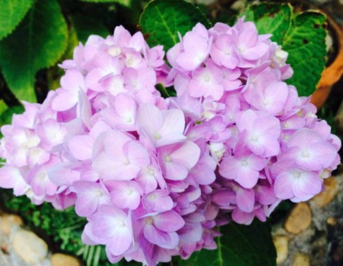 Hydrangea-19---Collective-Harmony.jpg