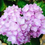 Hydrangea-19---Collective-Harmony