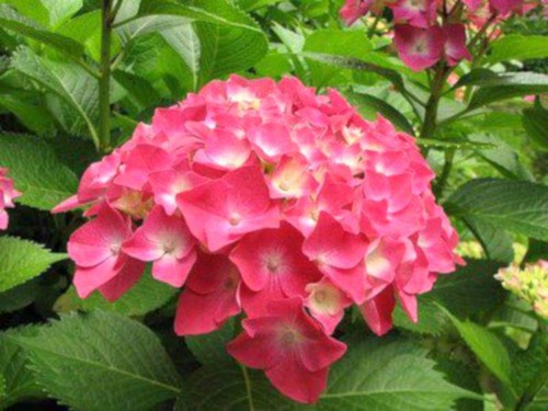 Hydrangea-2---Collective-Harmony.jpg