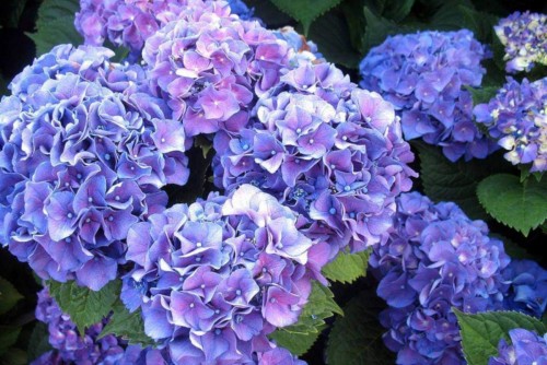 Hydrangea-20---Collective-Harmony.jpg