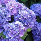 Hydrangea-20---Collective-Harmony