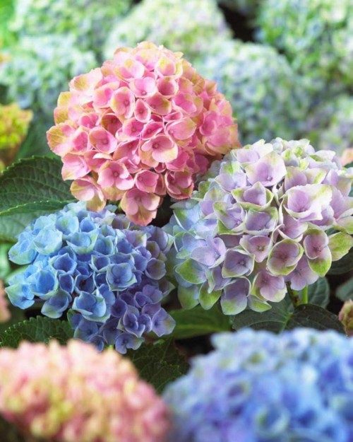 Hydrangea-23---Collective-Harmony.jpg