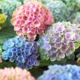 Hydrangea-23---Collective-Harmony