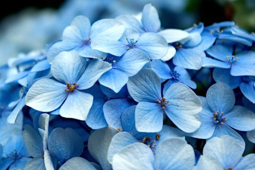 Hydrangea-24---Collective-Harmony.jpg