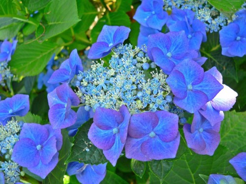 Hydrangea-25---Collective-Harmony.jpg