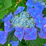 Hydrangea-25---Collective-Harmony