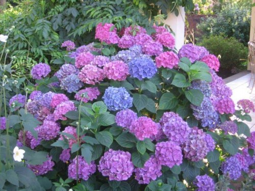 Hydrangea-26---Collective-Harmony.jpg