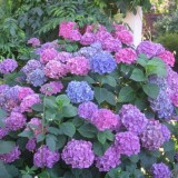 Hydrangea-26---Collective-Harmony