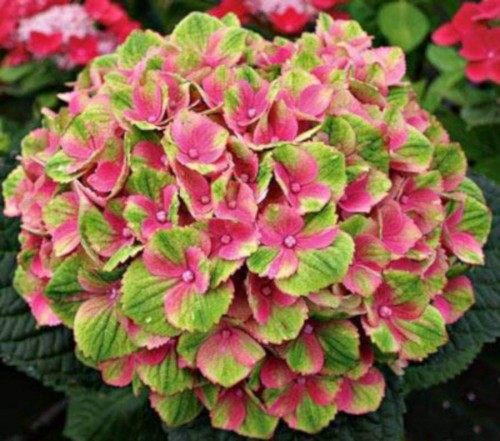 Hydrangea-27---Collective-Harmony.jpg