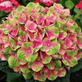 Hydrangea-27---Collective-Harmony