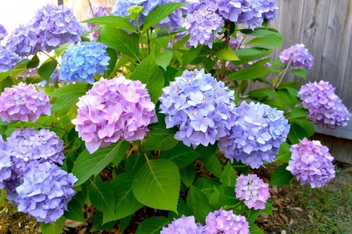 Hydrangea-28---Collective-Harmony.jpg