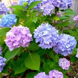 Hydrangea-28---Collective-Harmony