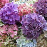 Hydrangea-29---Collective-Harmony