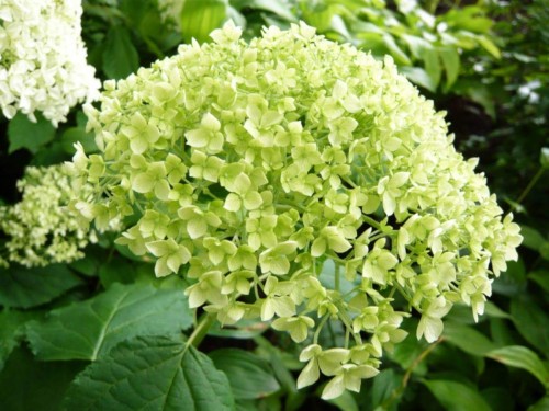 Hydrangea-3---Collective-Harmony.jpg