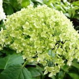 Hydrangea-3---Collective-Harmony