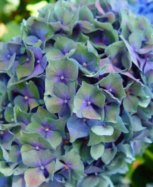 Hydrangea-30---Collective-Harmony.jpg