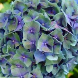 Hydrangea-30---Collective-Harmony