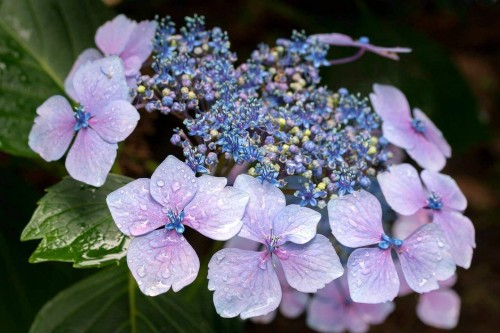 Hydrangea-32---Collective-Harmony.jpg