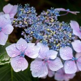 Hydrangea-32---Collective-Harmony