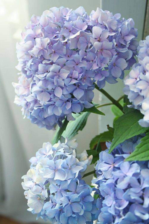 Hydrangea-33---Collective-Harmony.jpg