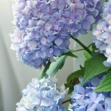 Hydrangea-33---Collective-Harmony