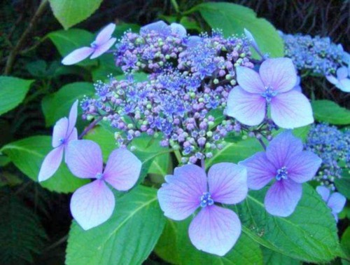 Hydrangea-34---Collective-Harmony.jpg