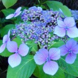 Hydrangea-34---Collective-Harmony