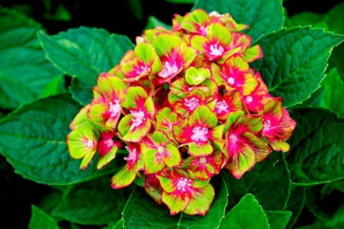 Hydrangea-35---Collective-Harmony.jpg