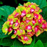 Hydrangea-35---Collective-Harmony