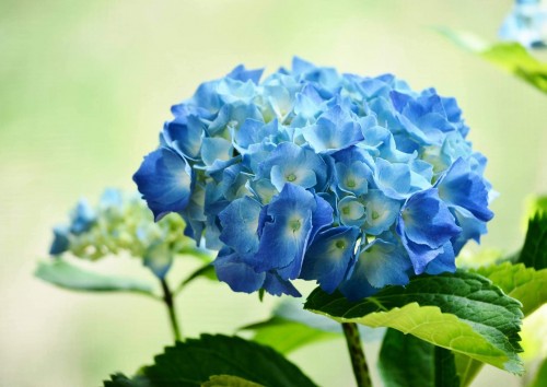 Hydrangea-36---Collective-Harmony.jpg