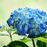 Hydrangea-36---Collective-Harmony