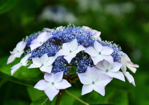 Hydrangea-37---Collective-Harmony.jpg