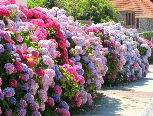 Hydrangea-38---Collective-Harmony.jpg