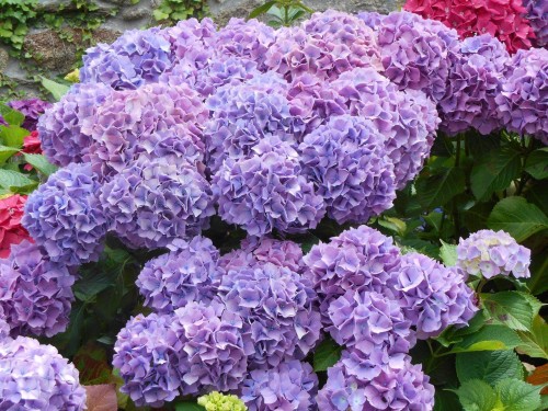 Hydrangea-39---Collective-Harmony.jpg