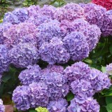 Hydrangea-39---Collective-Harmony