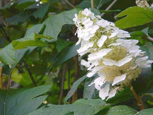 Hydrangea-4---Collective-Harmony.jpg