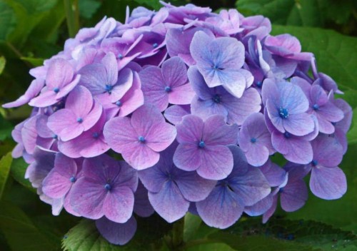 Hydrangea-40---Collective-Harmony.jpg