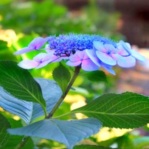 Hydrangea-41---Collective-Harmony.jpg