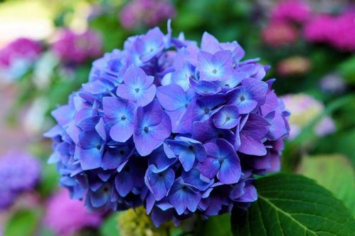 Hydrangea-43---Collective-Harmony.jpg