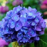 Hydrangea-43---Collective-Harmony