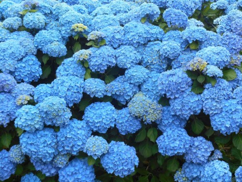 Hydrangea-44---Collective-Harmony.jpg