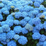 Hydrangea-44---Collective-Harmony