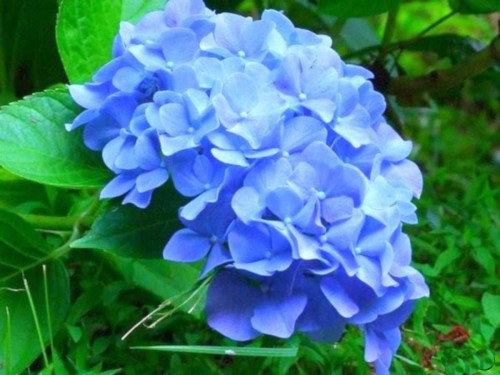 Hydrangea-46---Collective-Harmony.jpg