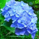 Hydrangea-46---Collective-Harmony