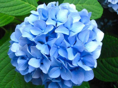 Hydrangea-47---Collective-Harmony.jpg